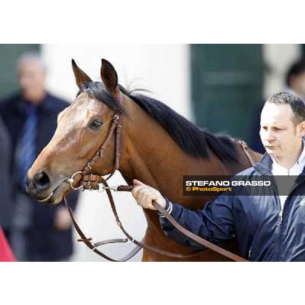 A portrait for Frankenstein before the race Milano - San Siro galopp racecourse, 22nd april 2012 photo Stefano Grasso