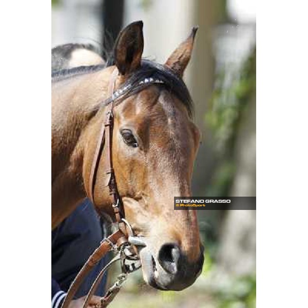 A portrait for Frankenstein before the race Milano - San Siro galopp racecourse, 22nd april 2012 photo Stefano Grasso