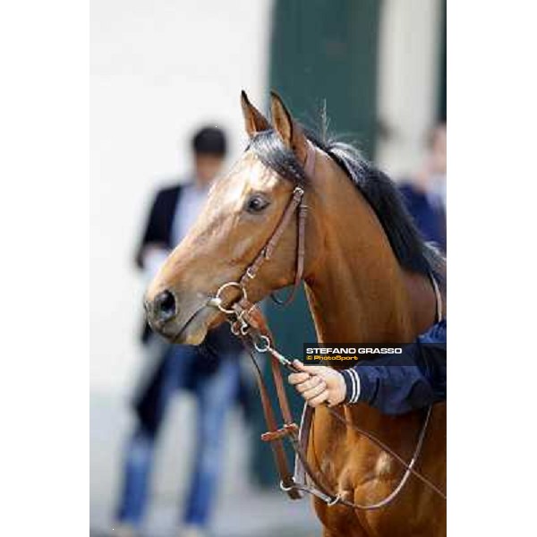 A portrait for Frankenstein before the race Milano - San Siro galopp racecourse, 22nd april 2012 photo Stefano Grasso