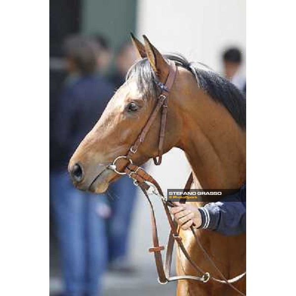 A portrait for Frankenstein before the race Milano - San Siro galopp racecourse, 22nd april 2012 photo Stefano Grasso