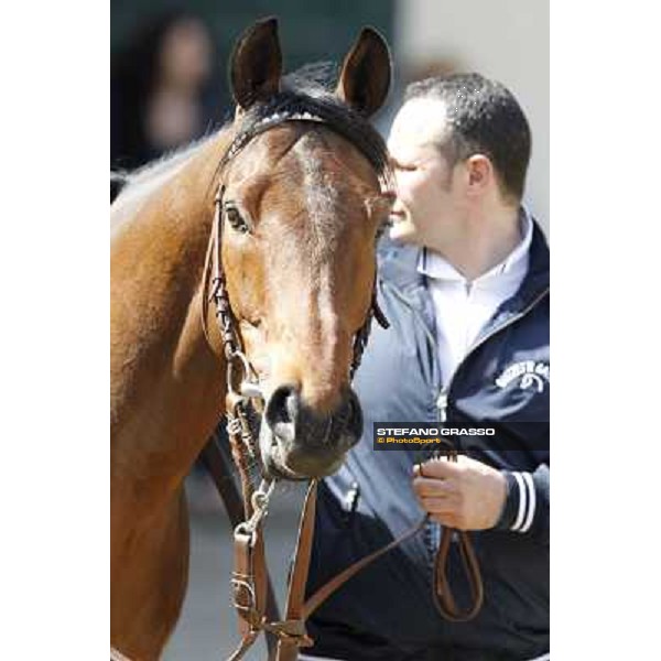 A portrait for Frankenstein before the race Milano - San Siro galopp racecourse, 22nd april 2012 photo Stefano Grasso