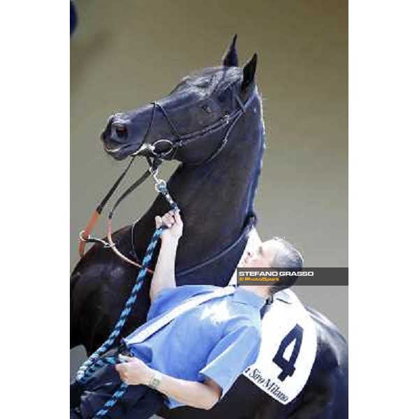 A portrait for Iryklon before the race Milano - San Siro galopp racecourse, 22nd april 2012 photo Stefano Grasso