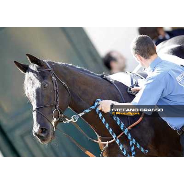 A portrait for Iryklon before the race Milano - San Siro galopp racecourse, 22nd april 2012 photo Stefano Grasso