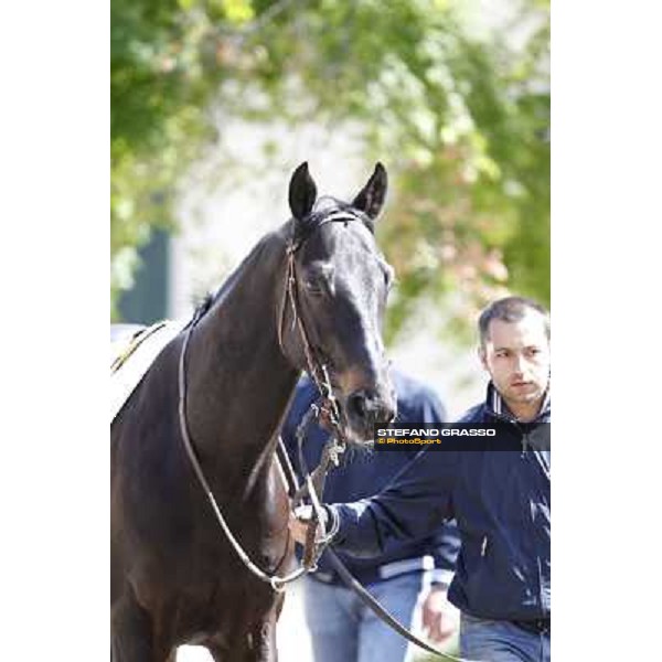 A portrait for Saratoga Black before the race Milano - San Siro galopp racecourse, 22nd april 2012 photo Stefano Grasso