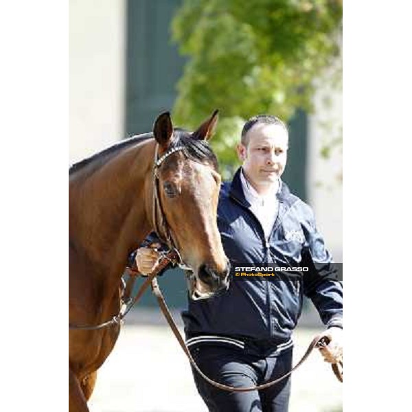 A portrait for Frankenstein before the race Milano - San Siro galopp racecourse, 22nd april 2012 photo Stefano Grasso