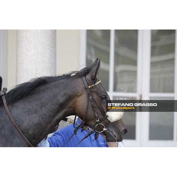 Aquila d\'Oriente after winning the Premio Alberto Zanoletti di Rozzano Milano - San Siro galopp racecourse, 22nd april 2012 photo Stefano Grasso