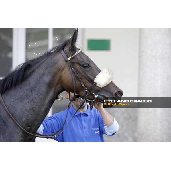 Aquila d\'Oriente after winning the Premio Alberto Zanoletti di Rozzano Milano - San Siro galopp racecourse, 22nd april 2012 photo Stefano Grasso