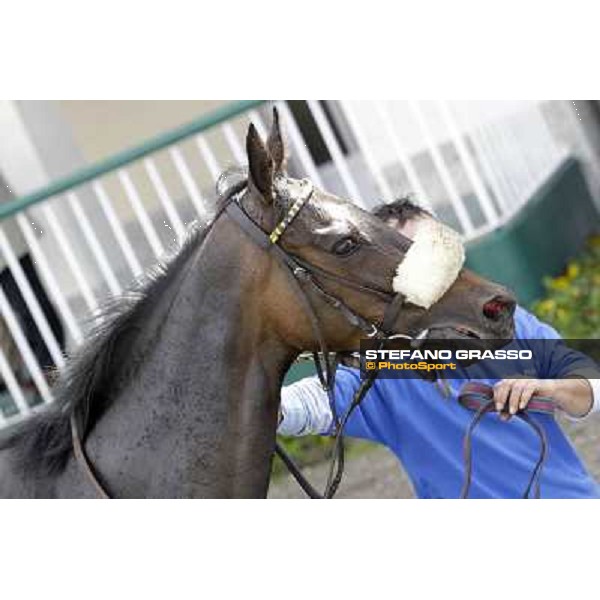 Aquila d\'Oriente after winning the Premio Alberto Zanoletti di Rozzano Milano - San Siro galopp racecourse, 22nd april 2012 photo Stefano Grasso