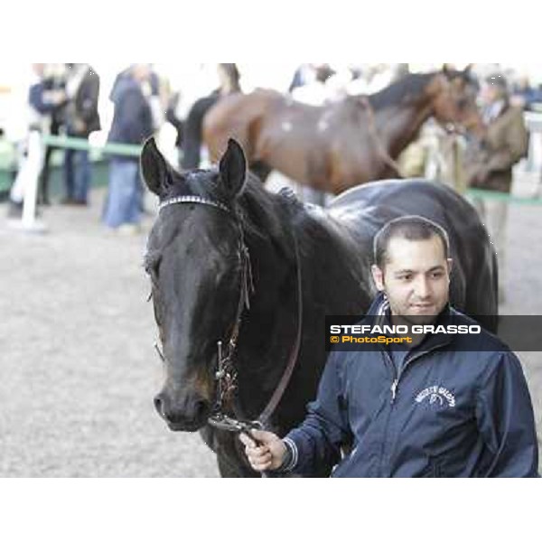 Saratoga Black parades after winning the Premio Ambrosiano Milano - San Siro galopp racecourse, 22nd april 2012 photo Stefano Grasso