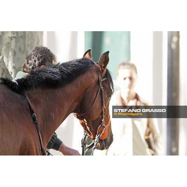 Bibock winner of Premio Torreggio Milano - San Siro galopp racecourse, 22nd april 2012 photo Stefano Grasso