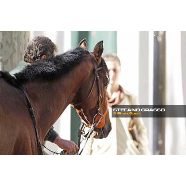 Bibock winner of Premio Torreggio Milano - San Siro galopp racecourse, 22nd april 2012 photo Stefano Grasso