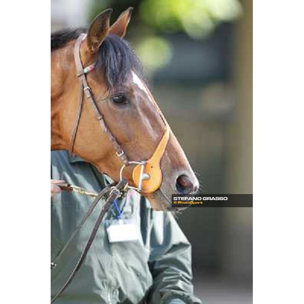 Bibock winner of Premio Torreggio Milano - San Siro galopp racecourse, 22nd april 2012 photo Stefano Grasso