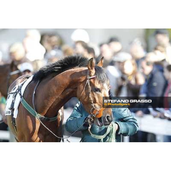 Bibock winner of Premio Torreggio Milano - San Siro galopp racecourse, 22nd april 2012 photo Stefano Grasso