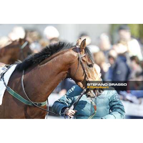 Bibock winner of Premio Torreggio Milano - San Siro galopp racecourse, 22nd april 2012 photo Stefano Grasso