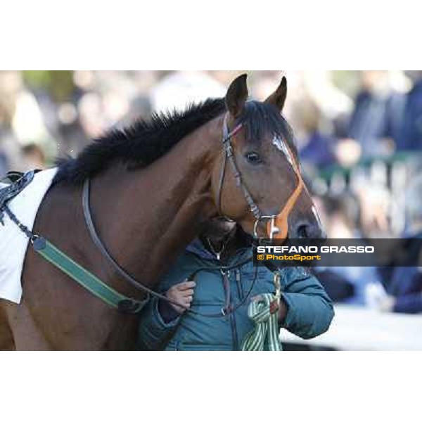 Bibock winner of Premio Torreggio Milano - San Siro galopp racecourse, 22nd april 2012 photo Stefano Grasso