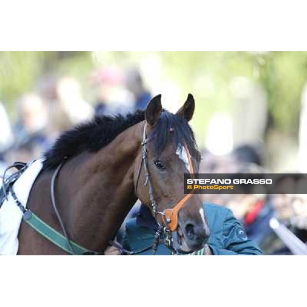 Bibock winner of Premio Torreggio Milano - San Siro galopp racecourse, 22nd april 2012 photo Stefano Grasso