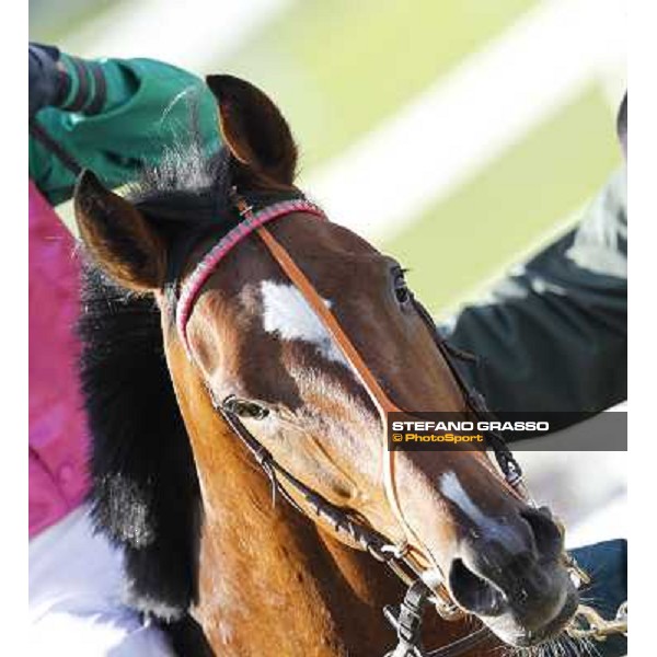 Bibock winner of Premio Torreggio Milano - San Siro galopp racecourse, 22nd april 2012 photo Stefano Grasso