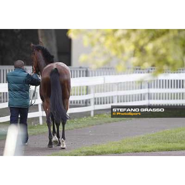 Bibock winner of Premio Torreggio Milano - San Siro galopp racecourse, 22nd april 2012 photo Stefano Grasso