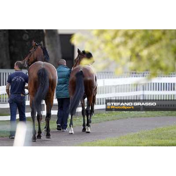 Bibock winner of Premio Torreggio Milano - San Siro galopp racecourse, 22nd april 2012 photo Stefano Grasso