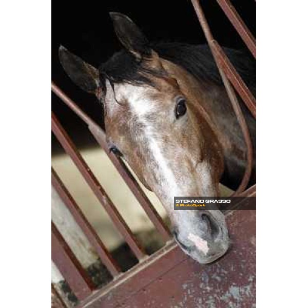 Dark Ray Rome - Luigi Riccardi\'s racing stable, 24th april 2012 ph.Stefano Grasso