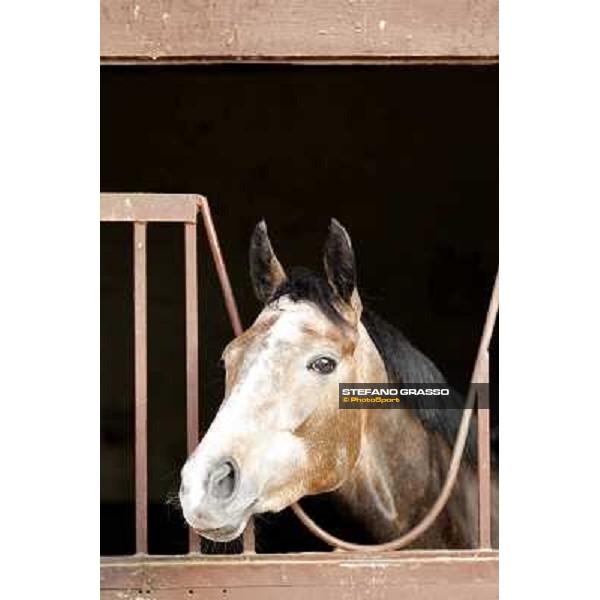 Dark Ray Rome - Luigi Riccardi\'s racing stable, 24th april 2012 ph.Stefano Grasso