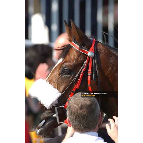 The Cathay Pacific Hong Kong International Races close up for Phoenix Reach winner of Hong Kong Vase Sha Tin - Hong Kong 12th dec. 2004 ph. Stefano Grasso