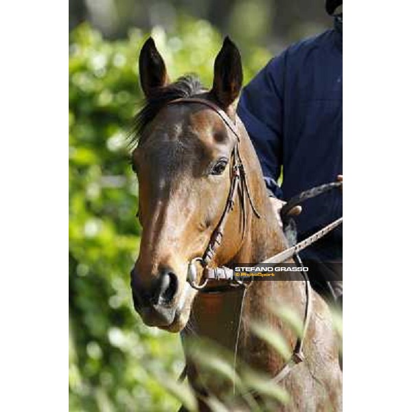 a portrait for Noble Hachy Rome - Luigi Riccardi\'s racing stable, 24th april 2012 ph.Stefano Grasso