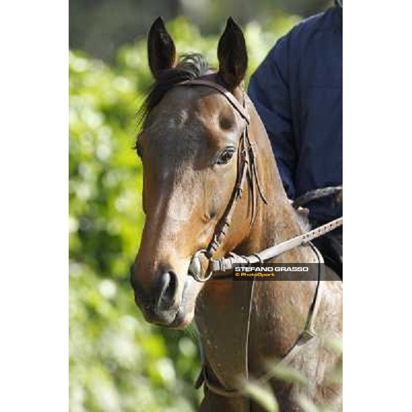 a portrait for Noble Hachy Rome - Luigi Riccardi\'s racing stable, 24th april 2012 ph.Stefano Grasso