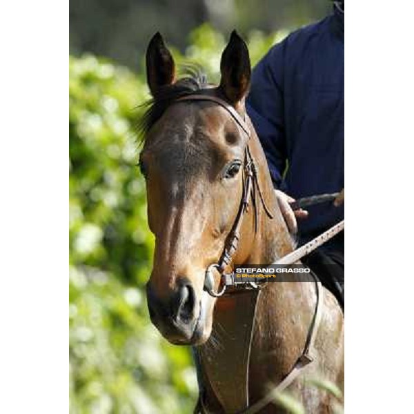 a portrait for Noble Hachy Rome - Luigi Riccardi\'s racing stable, 24th april 2012 ph.Stefano Grasso