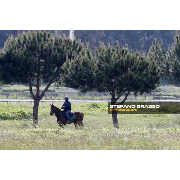 Noble Hachy with Tiziano Mele up prepares for the morning works Rome - Luigi Riccardi\'s racing stable, 24th april 2012 ph.Stefano Grasso