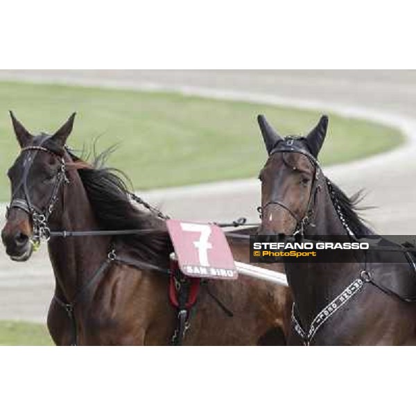 Orione degli Dei Milano - San Siro trot racecourse, 25th april 2012 ph.Stefano Grasso