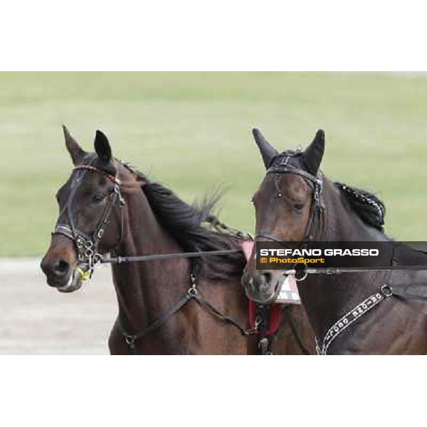 Orione degli Dei Milano - San Siro trot racecourse, 25th april 2012 ph.Stefano Grasso