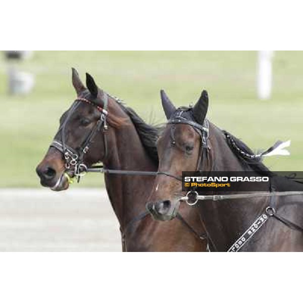 Orione degli Dei Milano - San Siro trot racecourse, 25th april 2012 ph.Stefano Grasso