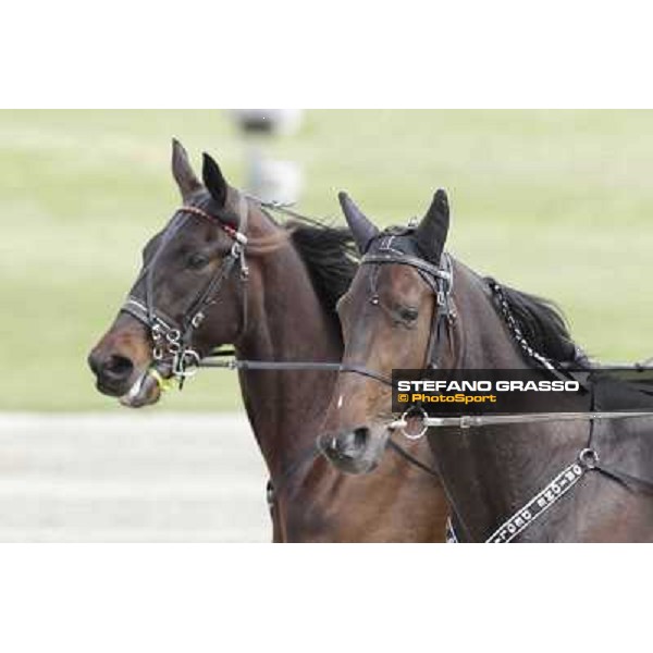 Orione degli Dei Milano - San Siro trot racecourse, 25th april 2012 ph.Stefano Grasso