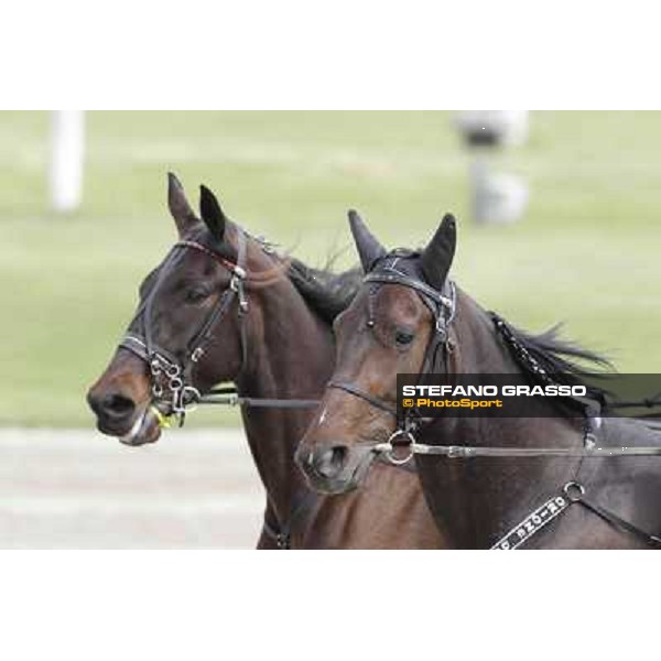 Orione degli Dei Milano - San Siro trot racecourse, 25th april 2012 ph.Stefano Grasso