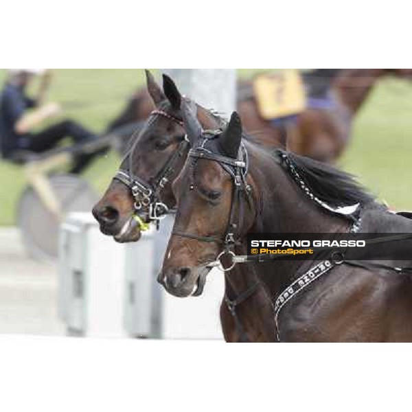Orione degli Dei Milano - San Siro trot racecourse, 25th april 2012 ph.Stefano Grasso