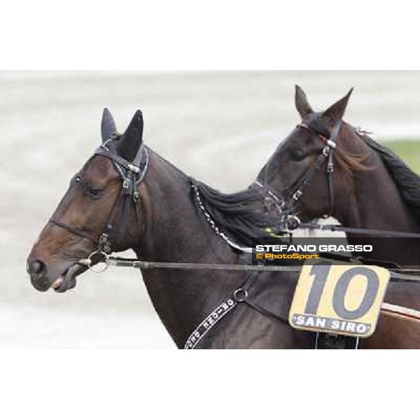 Orione degli Dei Milano - San Siro trot racecourse, 25th april 2012 ph.Stefano Grasso