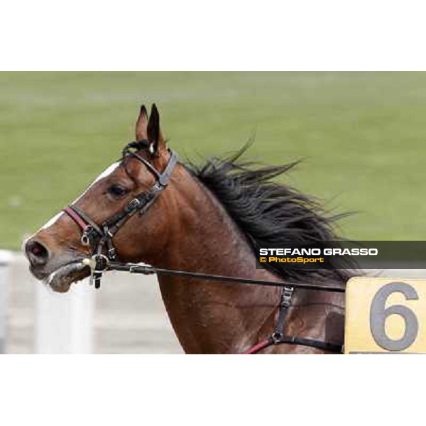 Owen Cr Milano - San Siro trot racecourse, 25th april 2012 ph.Stefano Grasso