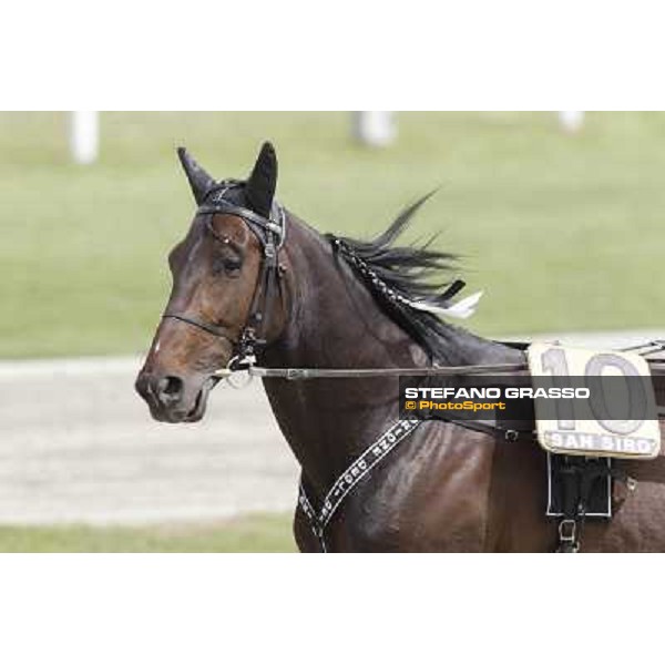 Orione degli Dei Milano - San Siro trot racecourse, 25th april 2012 ph.Stefano Grasso