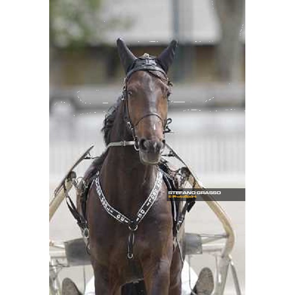 Orione degli Dei Milano - San Siro trot racecourse, 25th april 2012 ph.Stefano Grasso