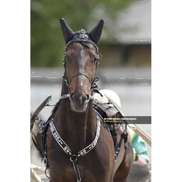 Orione degli Dei Milano - San Siro trot racecourse, 25th april 2012 ph.Stefano Grasso