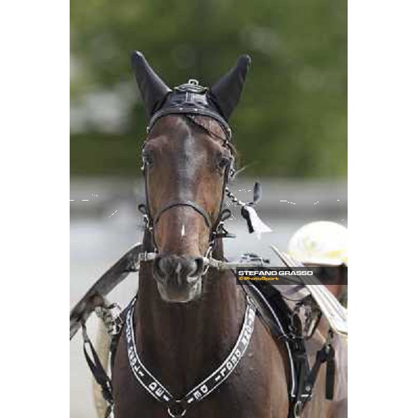 Orione degli Dei Milano - San Siro trot racecourse, 25th april 2012 ph.Stefano Grasso