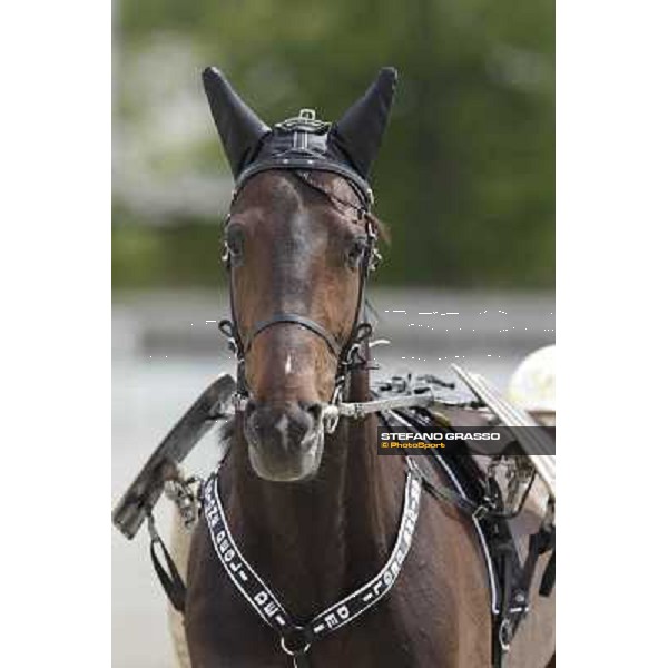 Orione degli Dei Milano - San Siro trot racecourse, 25th april 2012 ph.Stefano Grasso