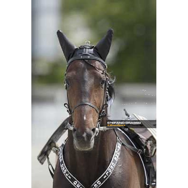 Orione degli Dei Milano - San Siro trot racecourse, 25th april 2012 ph.Stefano Grasso