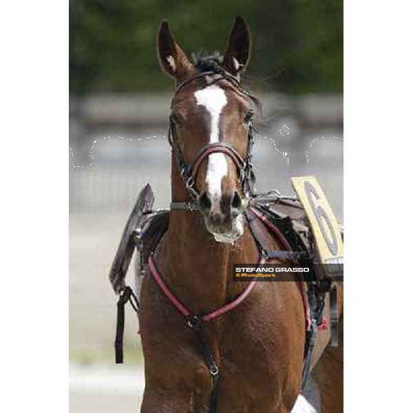 Owen Cr Milano - San Siro trot racecourse, 25th april 2012 ph.Stefano Grasso