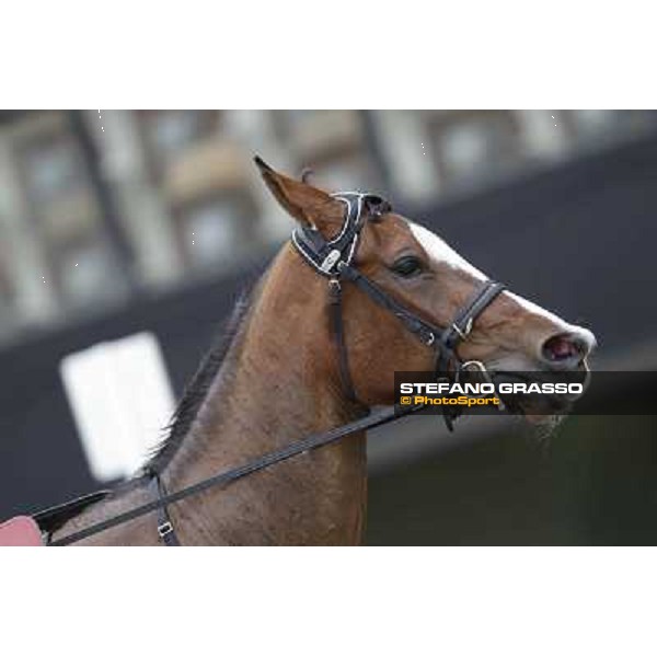 Oklahoma Ans Milano - San Siro trot racecourse, 25th april 2012 ph.Stefano Grasso