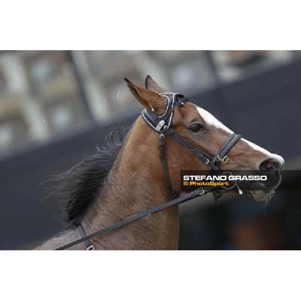 Oklahoma Ans Milano - San Siro trot racecourse, 25th april 2012 ph.Stefano Grasso