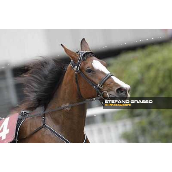 Oklahoma Ans Milano - San Siro trot racecourse, 25th april 2012 ph.Stefano Grasso