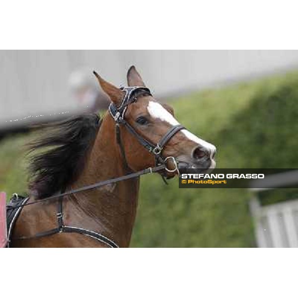 Oklahoma Ans Milano - San Siro trot racecourse, 25th april 2012 ph.Stefano Grasso