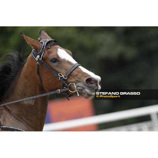 Oklahoma Ans Milano - San Siro trot racecourse, 25th april 2012 ph.Stefano Grasso